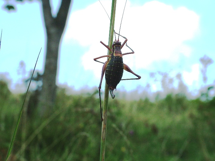 Ortottero: Barbitistes sp.